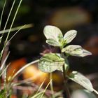 Wasserminze (Mentha aquatica) 