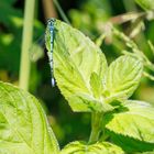 Wasserminze (Mentha aquatica)