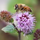 Wasserminze mit Besuch  -  water mint with a guest