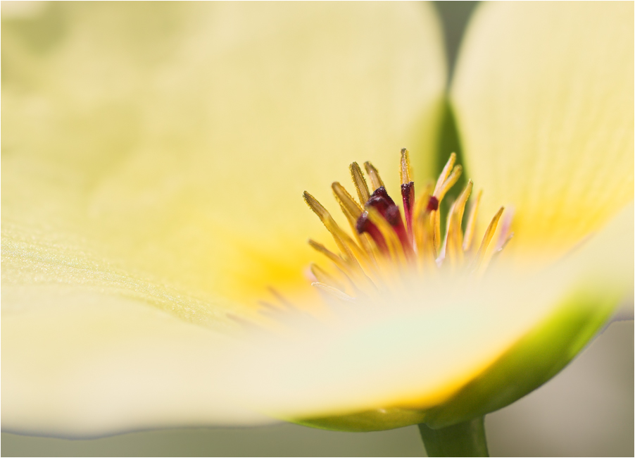 Wassermohn