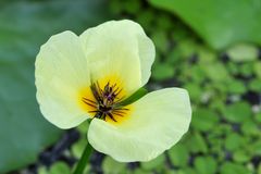 Wassermohn