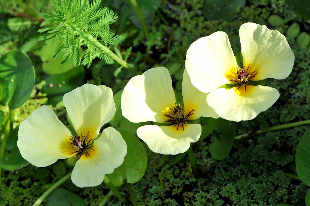 Wassermohn (Hydrocleyes nymphoides)