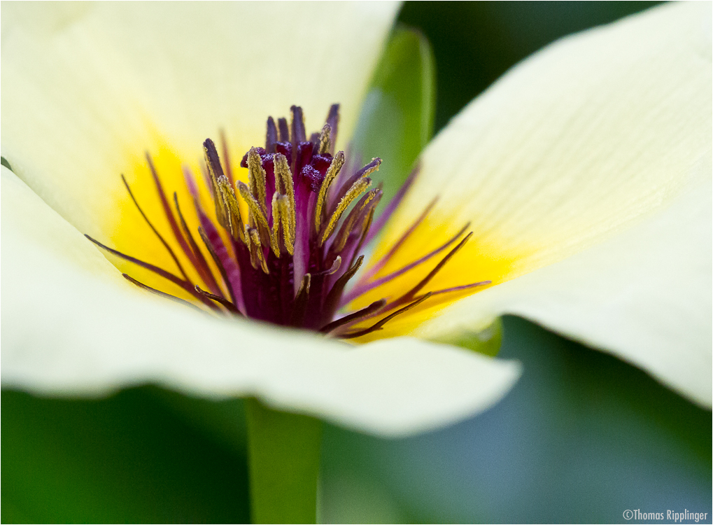 Wassermohn (Hydrocleys-nymphoides)