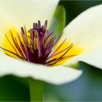 Wassermohn (Hydrocleys-nymphoides)