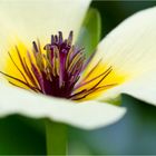 Wassermohn (Hydrocleys-nymphoides)