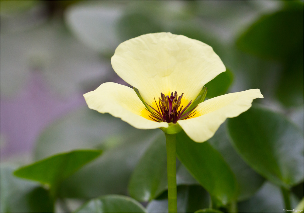 Wassermohn (Hydrocleys-nymphoides).