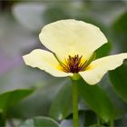 Wassermohn (Hydrocleys-nymphoides).