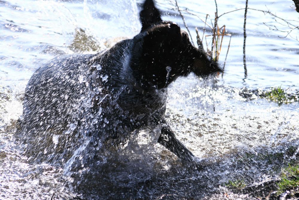 Wassermonster von DirkSobernheim 