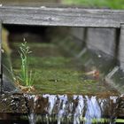 Wassermühlenlauf