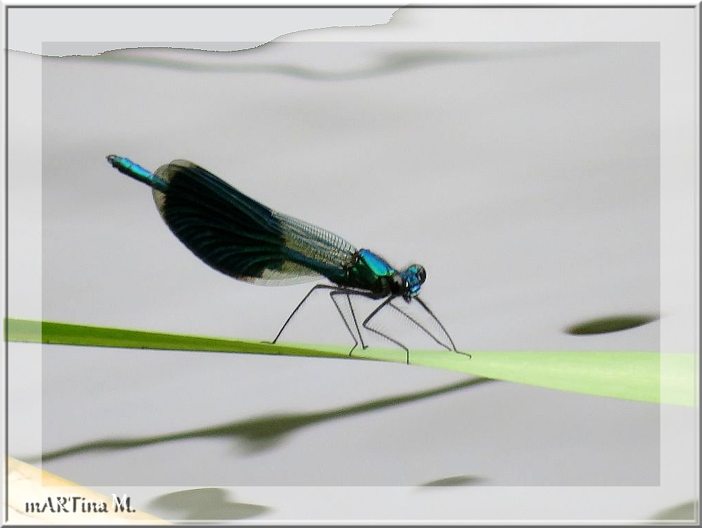 Wassernähe  (mit Gedicht)