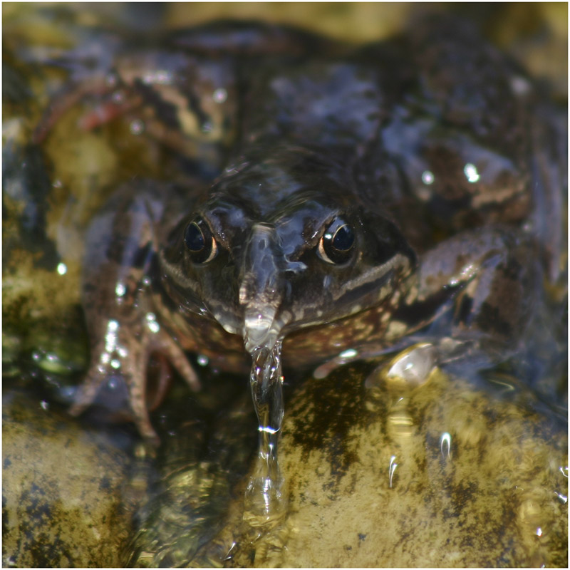 Wassernasenfrosch