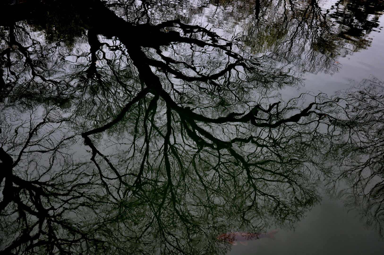 Wasseroberfläche Reflexion