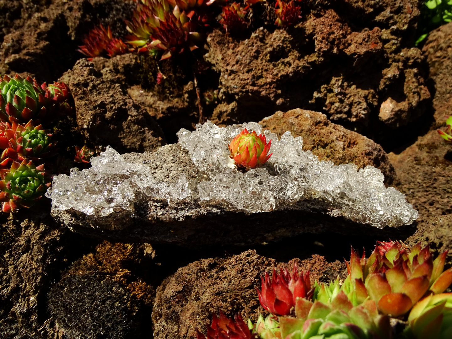 Wasseropal Hyalit Mineral auf Vulkanstein mit Sempervivum