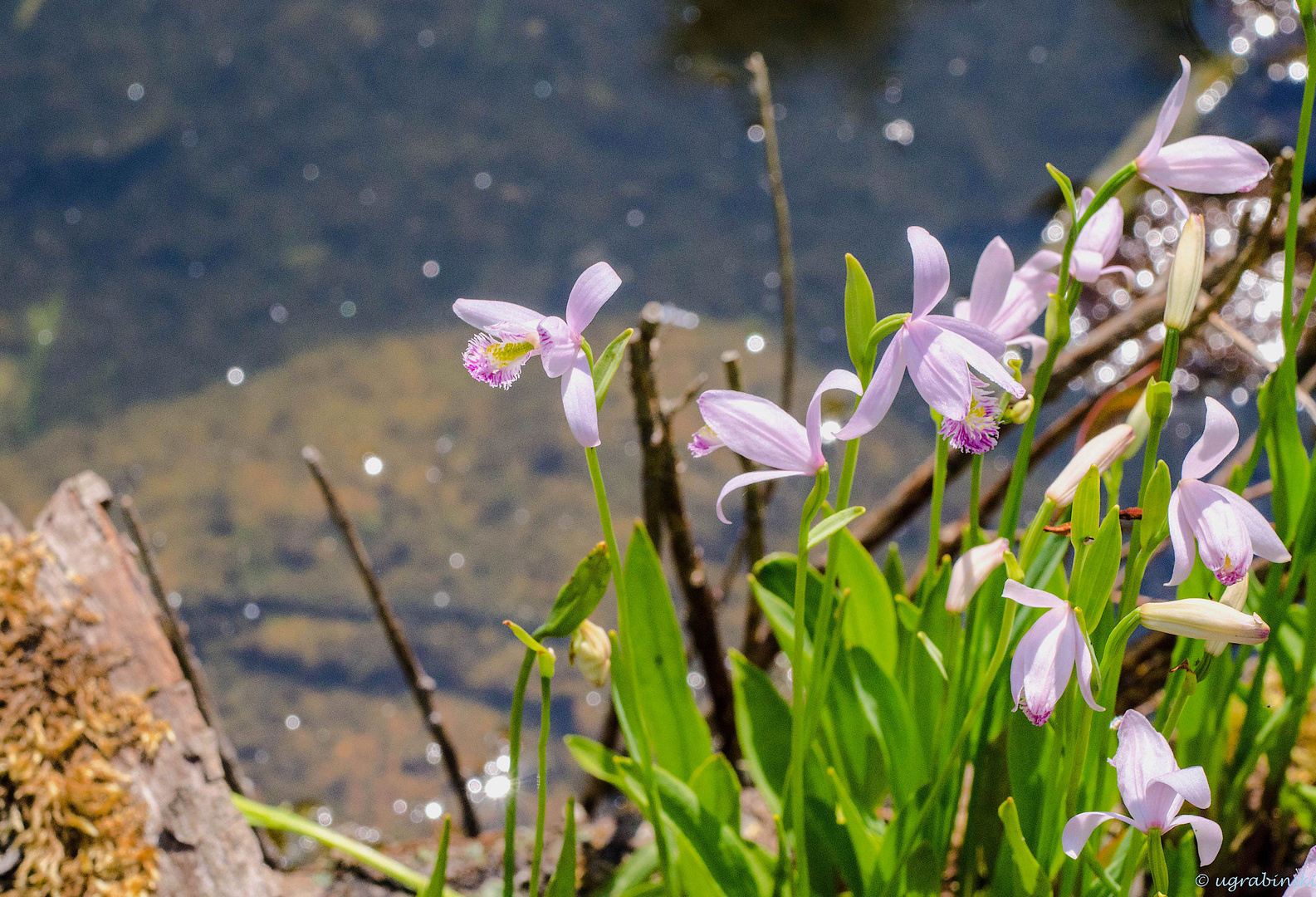 Wasserorchideen