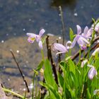 Wasserorchideen