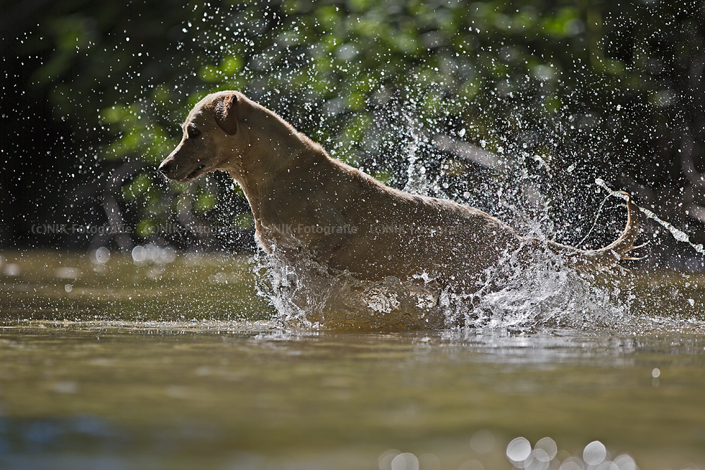 Wasserorgie