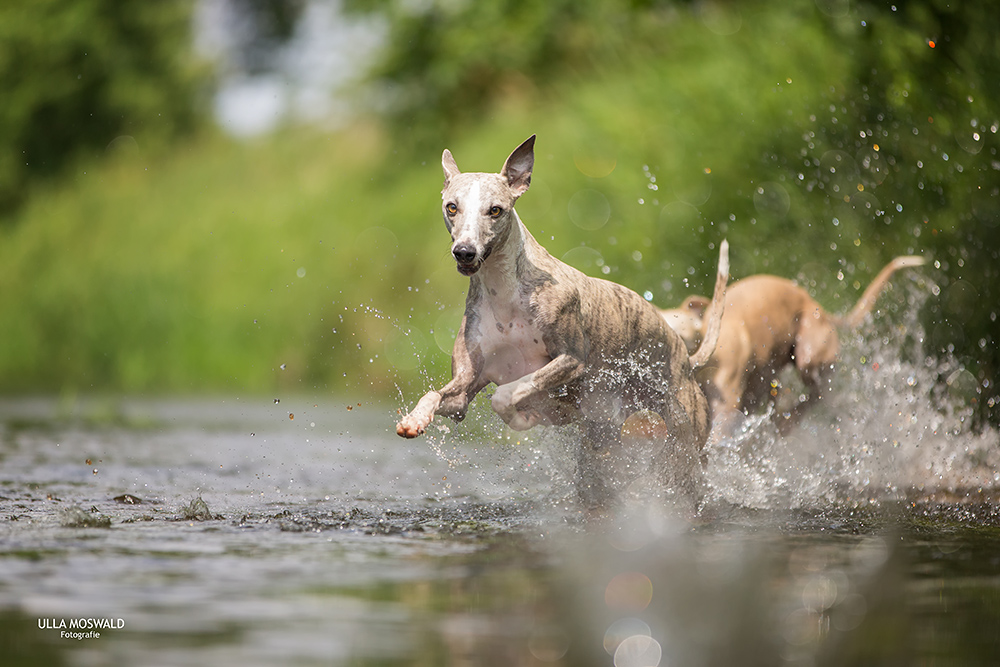 ...Wasserparty...