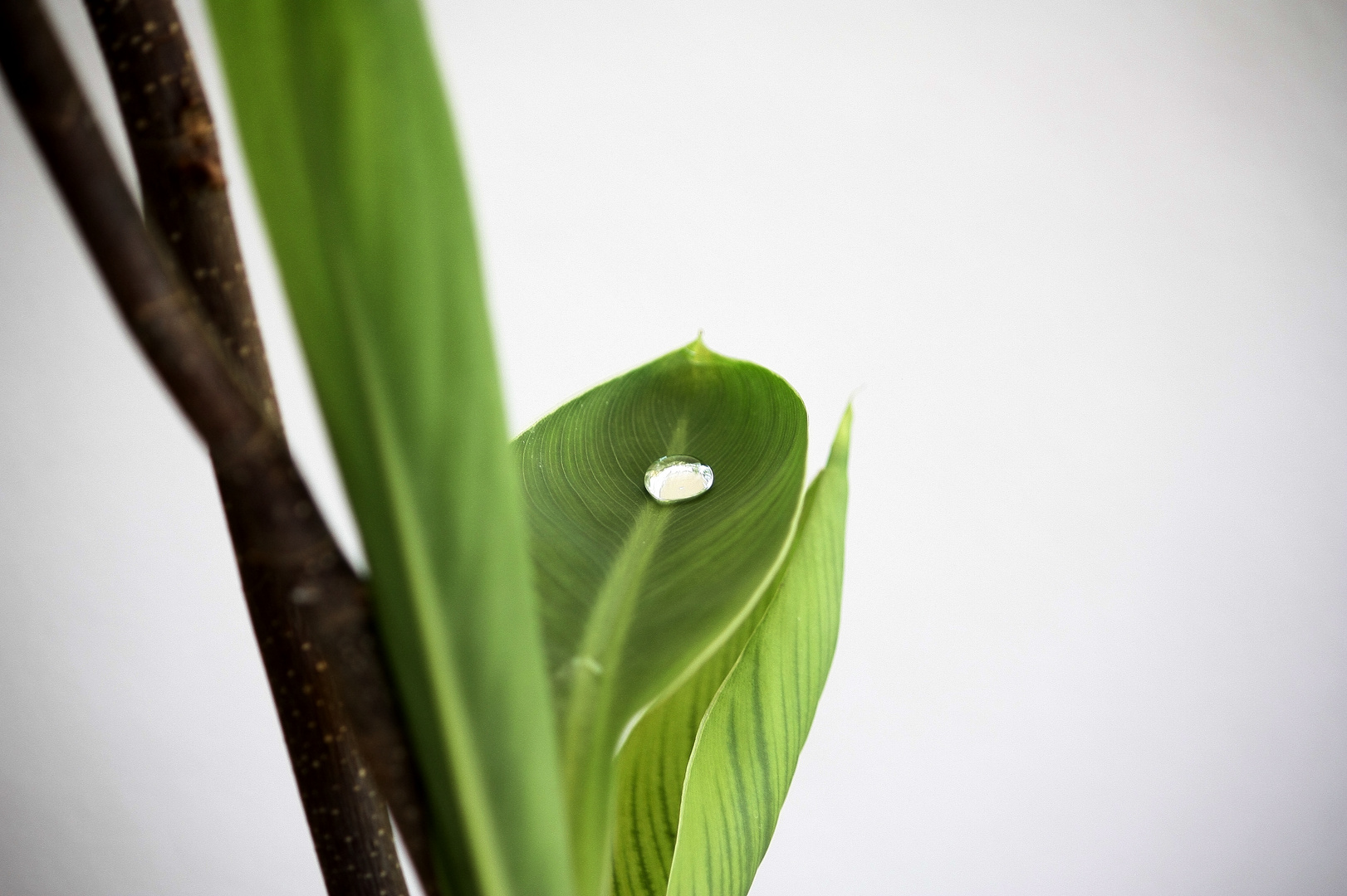 Wasserperle im Blatt