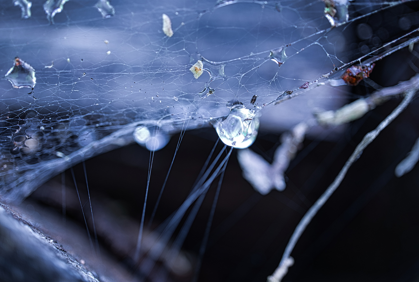 Wasserperle_im_Spinnennetz