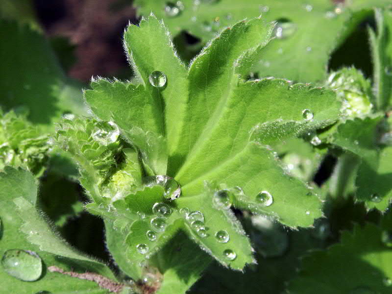 Wasserperlen