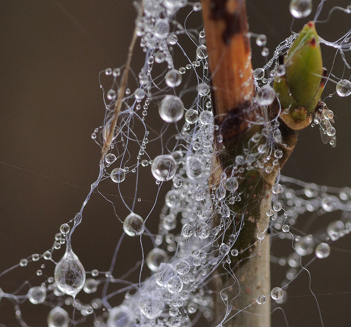 Wasserperlen 1