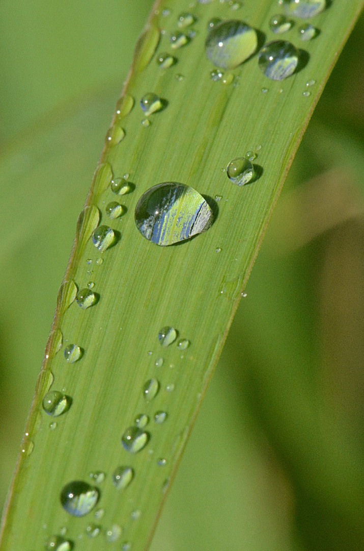 Wasserperlen