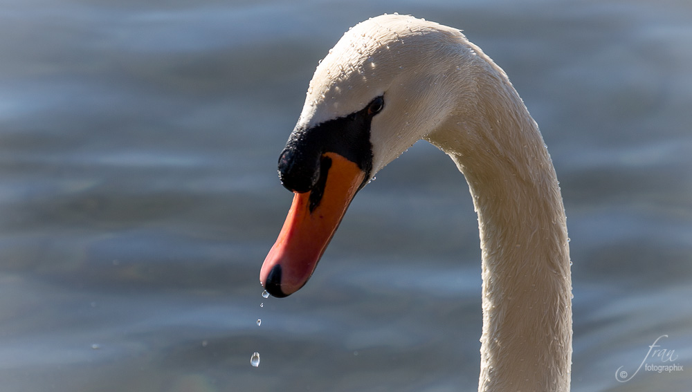 Wasserperlen