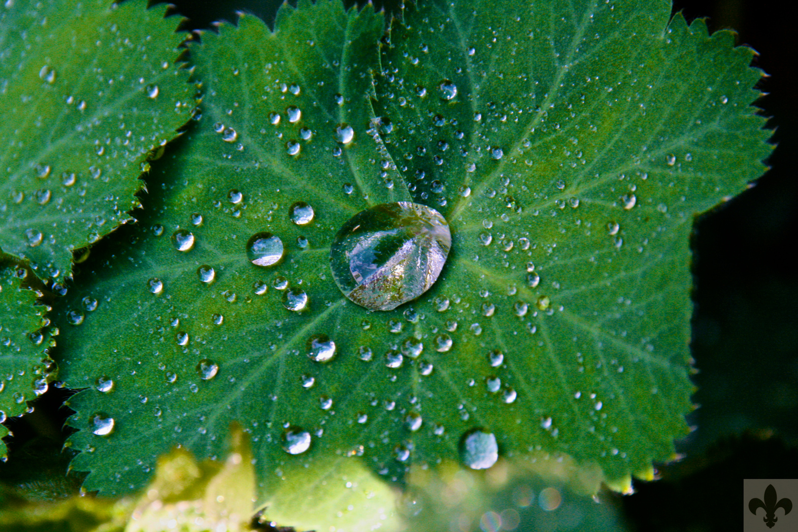 Wasserperlen