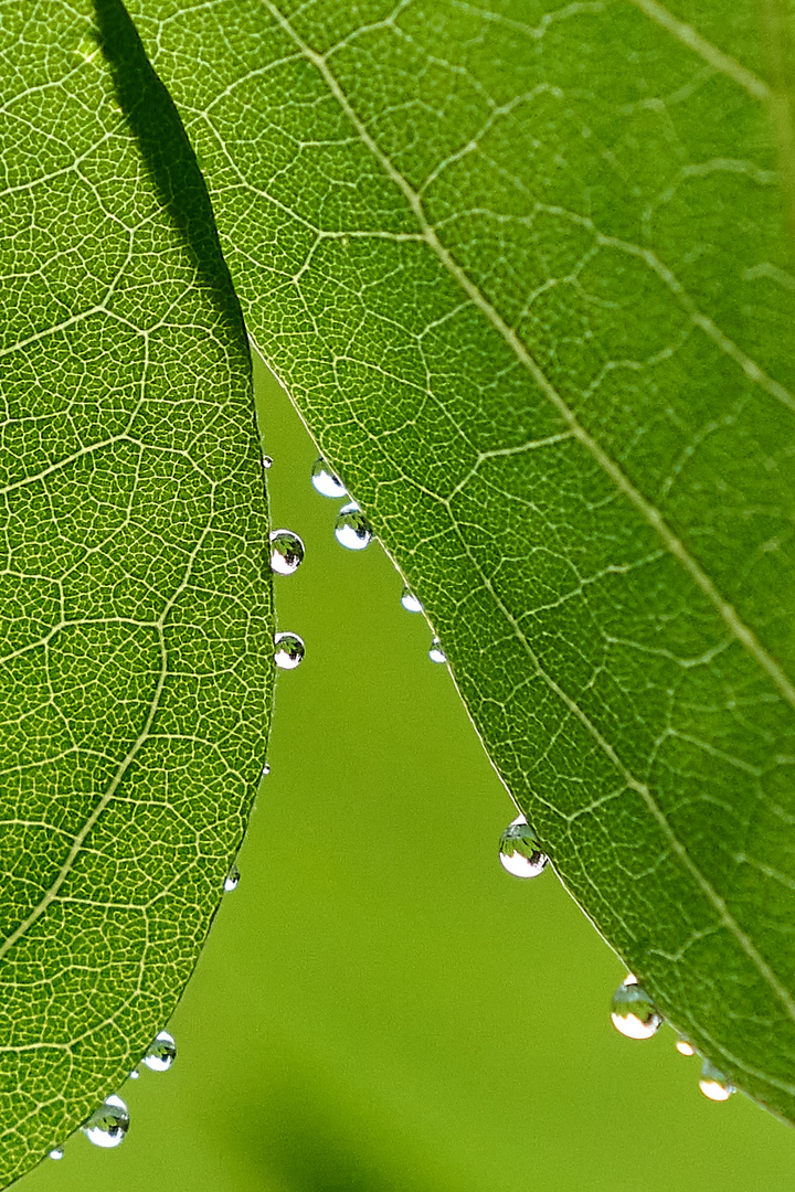 Wasserperlen