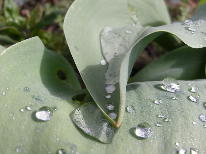 Wasserperlen