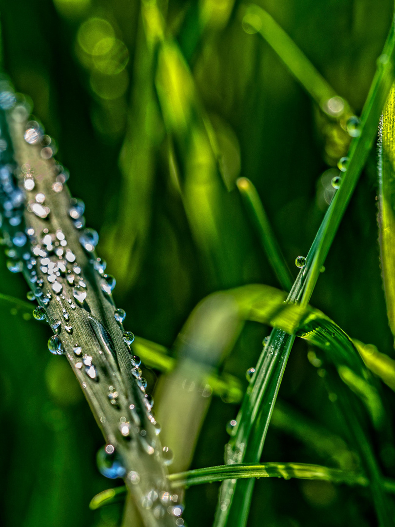 Wasserperlen