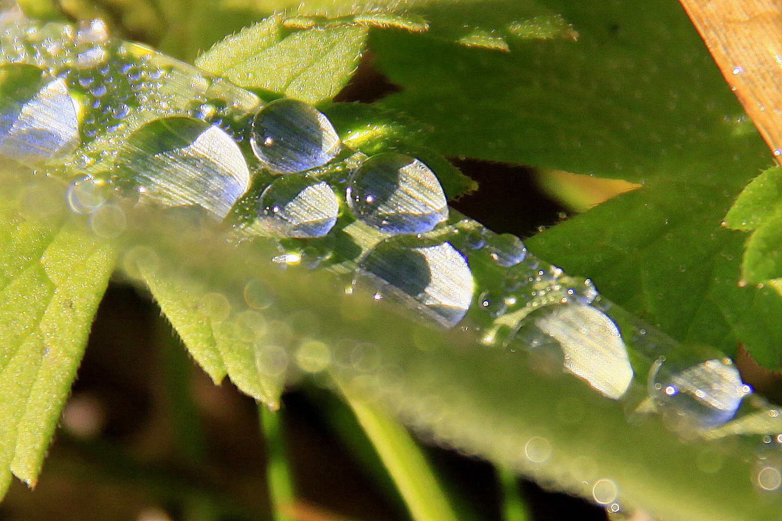 Wasserperlen