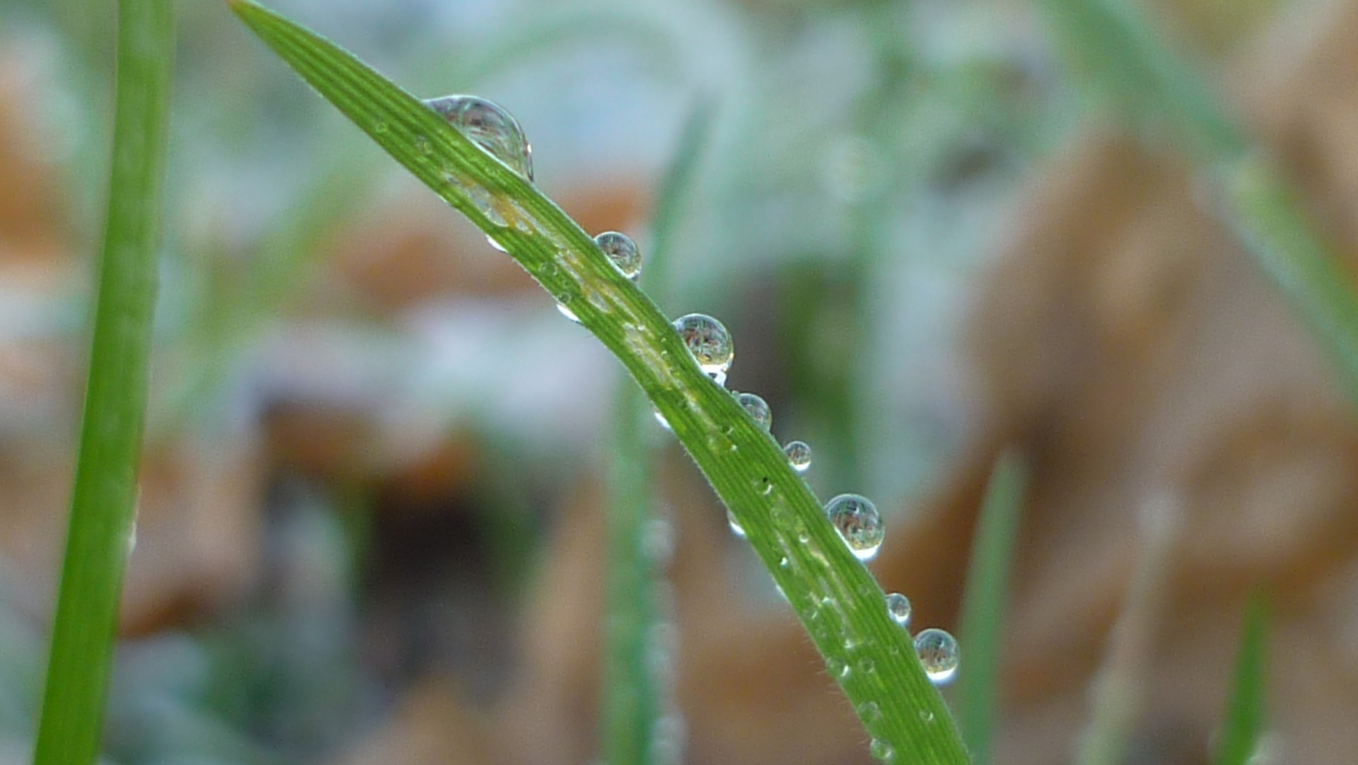 Wasserperlen