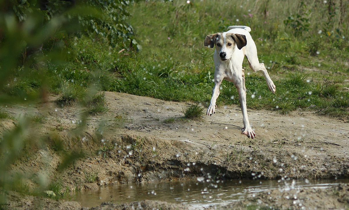 Wasserperlen