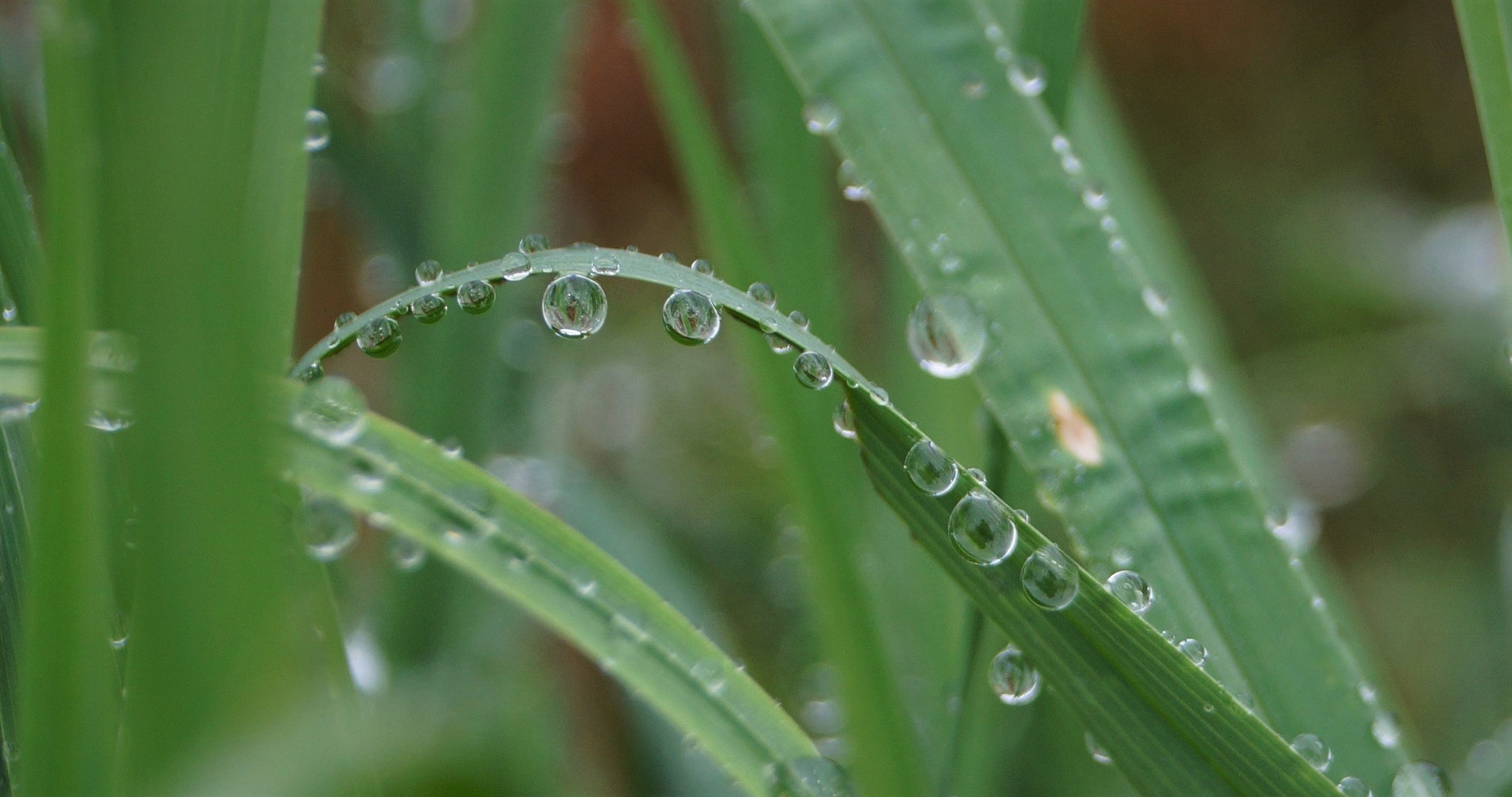 Wasserperlen