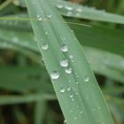 Wasserperlen auf dem Blatt!