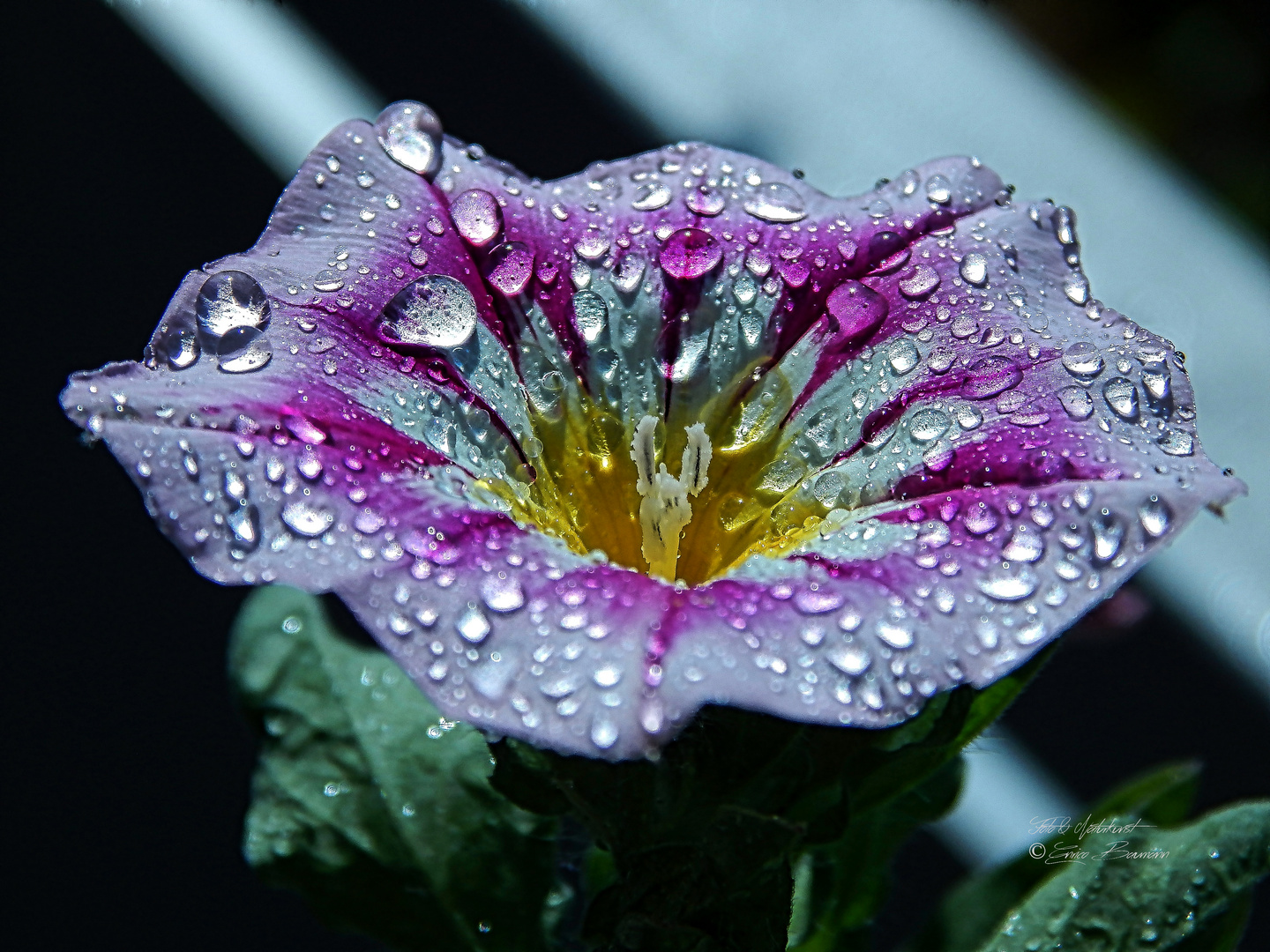 Wasserperlen auf der Blüte (Makrofotographie)