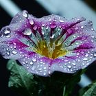 Wasserperlen auf der Blüte (Makrofotographie)