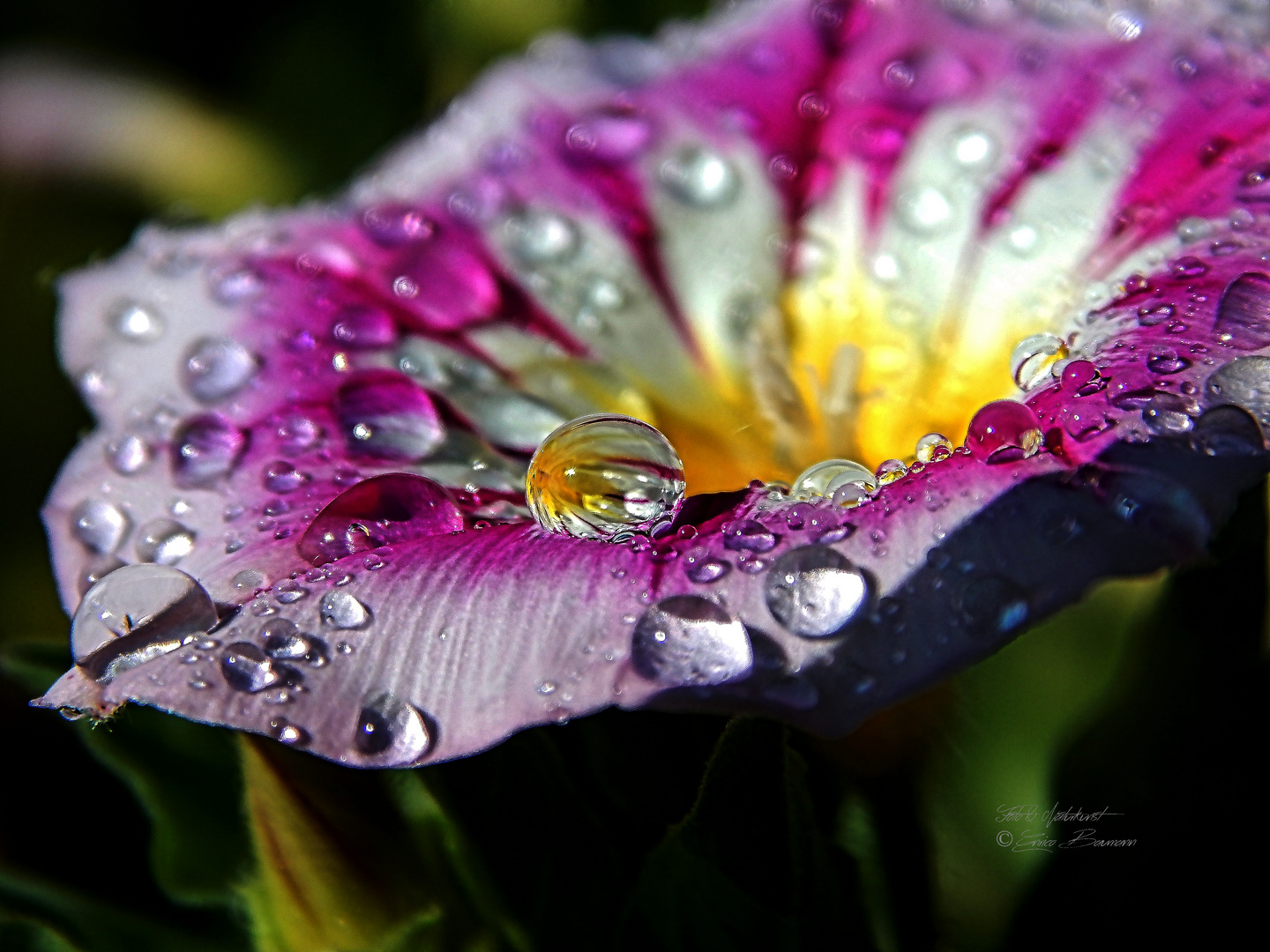 Wasserperlen auf der Blüte (Makrofotographie)