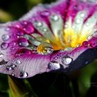 Wasserperlen auf der Blüte (Makrofotographie)