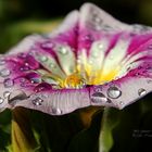 Wasserperlen auf der Blüte (Makrofotographie)