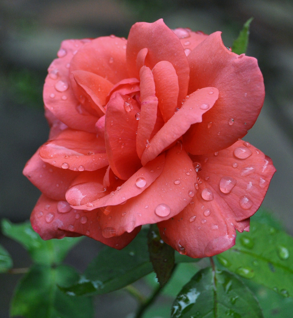 Wasserperlen auf der Rose