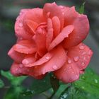 Wasserperlen auf der Rose