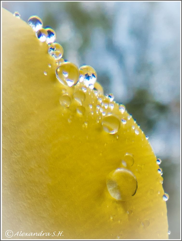 Wasserperlen auf der Tulpe