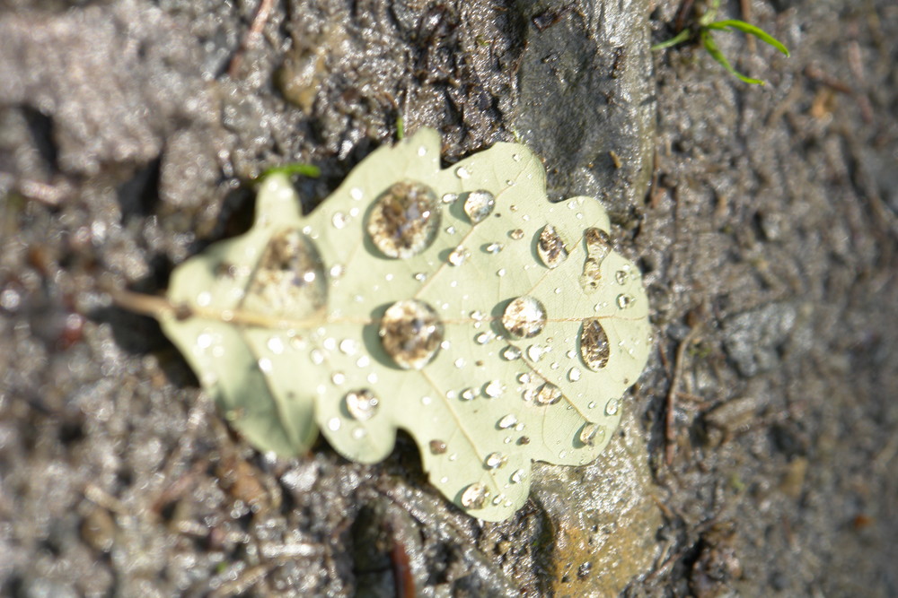 Wasserperlen auf einem Blatt