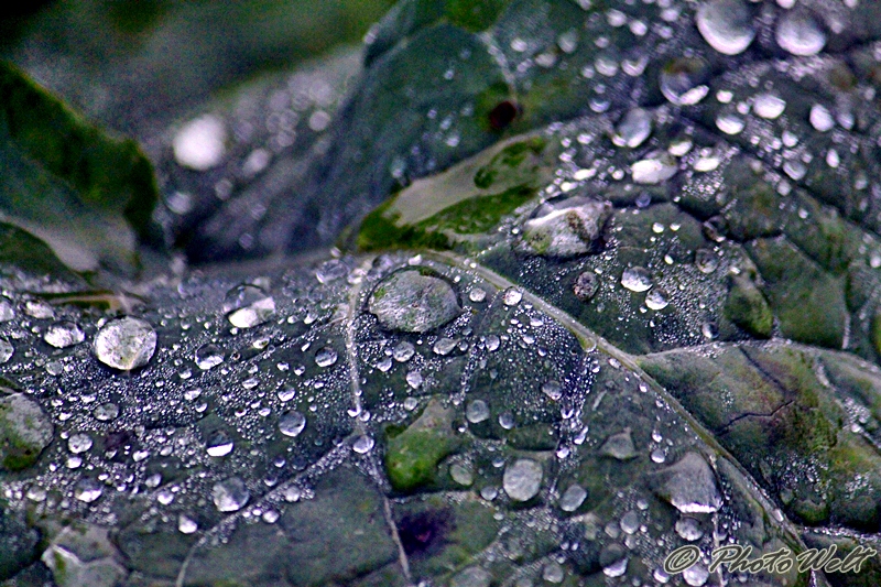 Wasserperlen auf einem Blatt