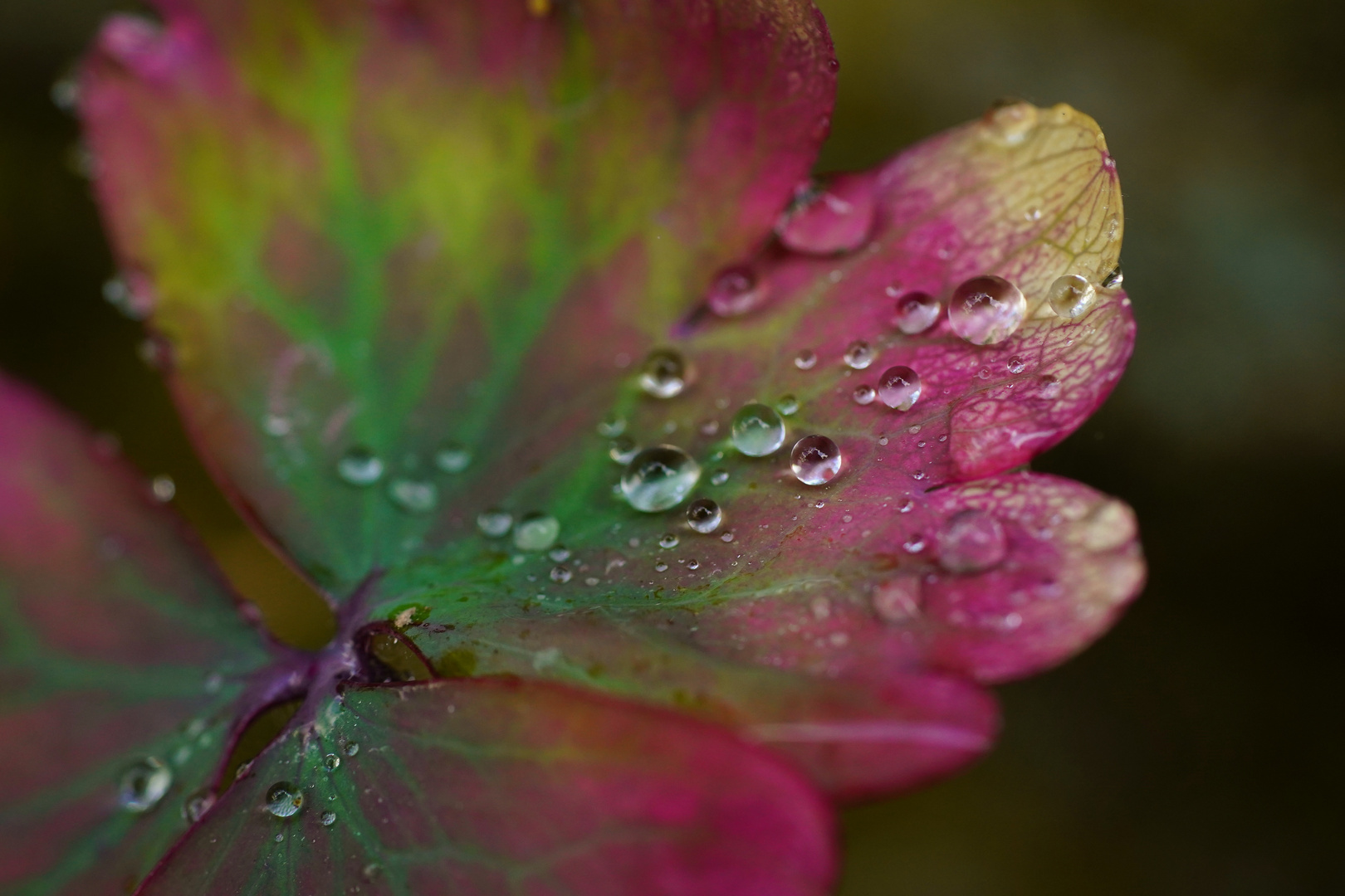 Wasserperlen auf einem Blatt