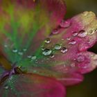 Wasserperlen auf einem Blatt