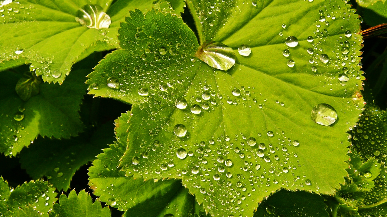 Wasserperlen auf frischem Grün