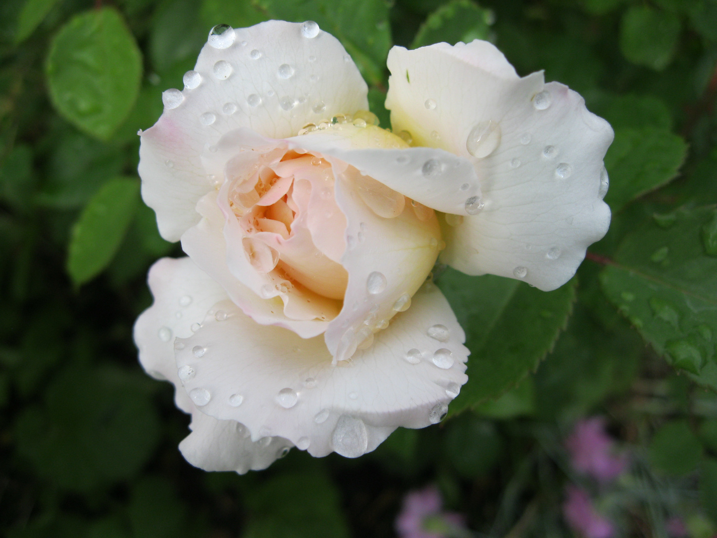 Wasserperlen auf Rose